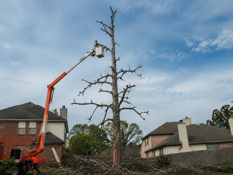 Dead pine tree being removed with a bucket truck in Houston