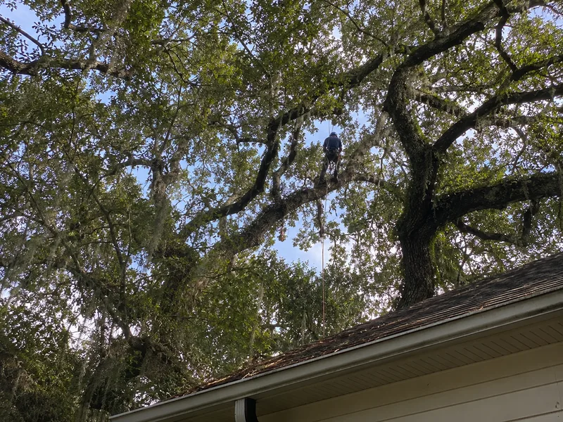 Climber pruning a mature live oak canopy in Houston