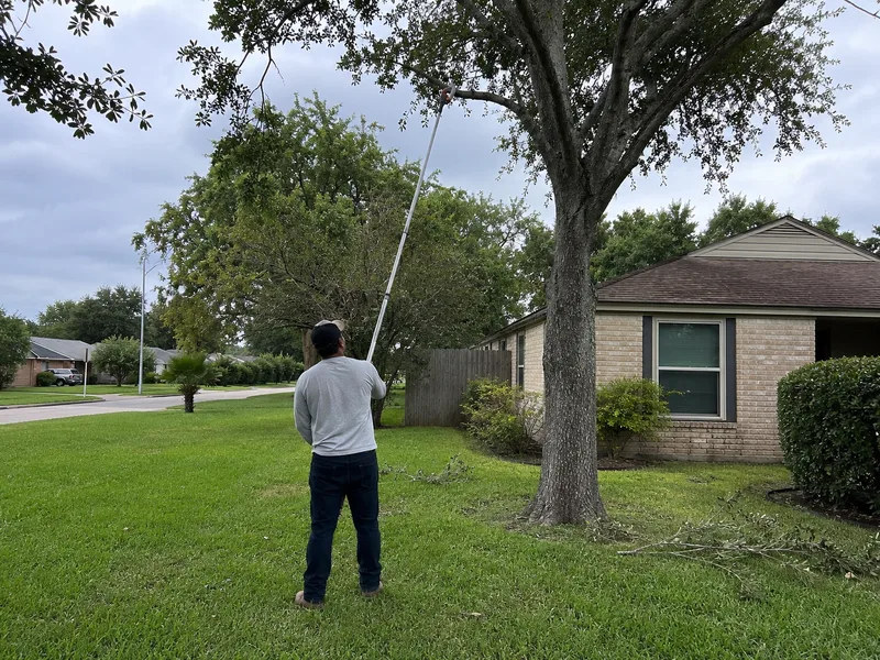 Arborist making a proper pruning cut with a pole saw in Houston