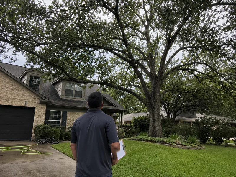 Estimator measuring a large oak tree for a removal quote in Houston