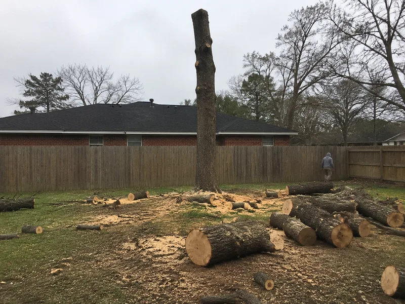 Sectional tree removal in Houston with rigging ropes