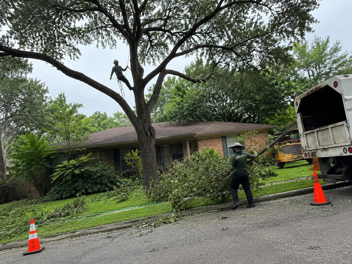 Tree trimming crew working on a live oak in Houston TX